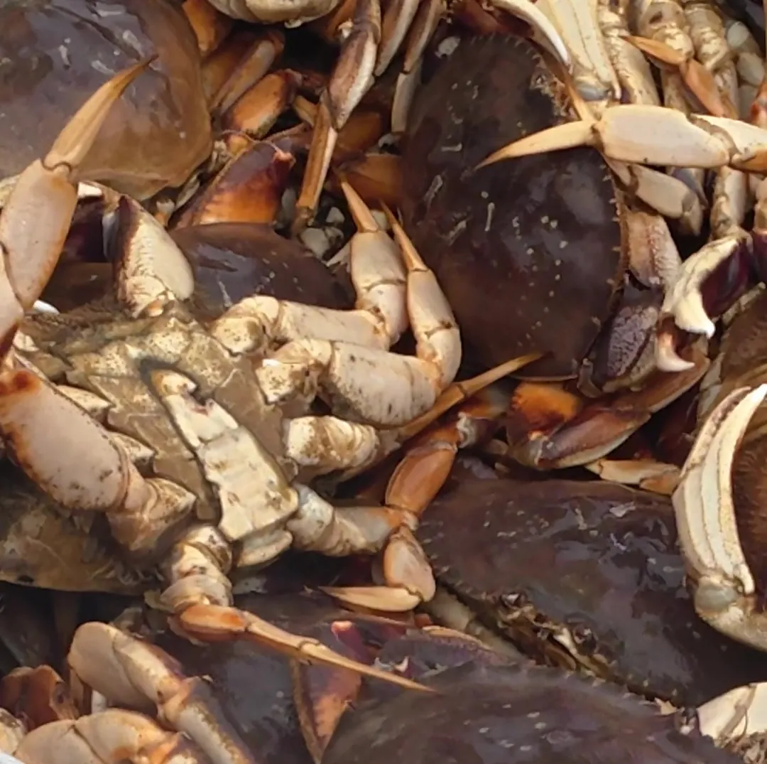 A full crab haul