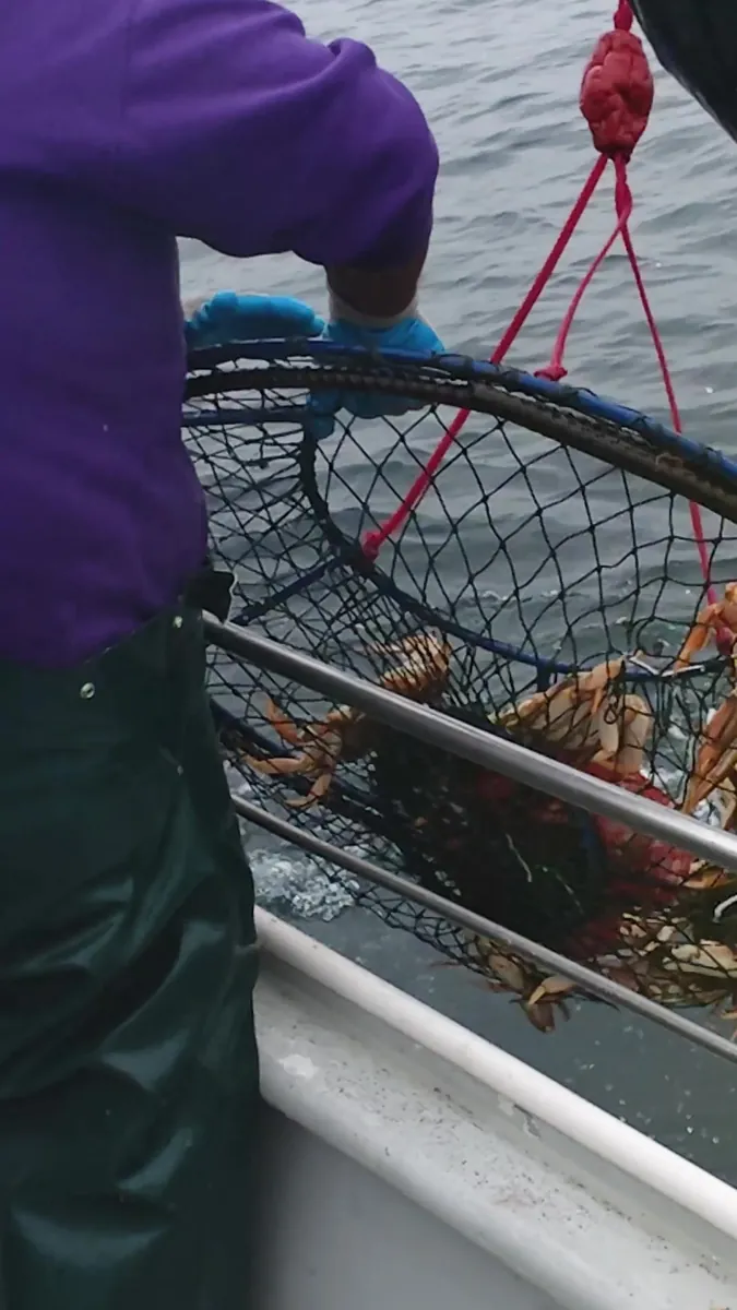 Pulling crab pots