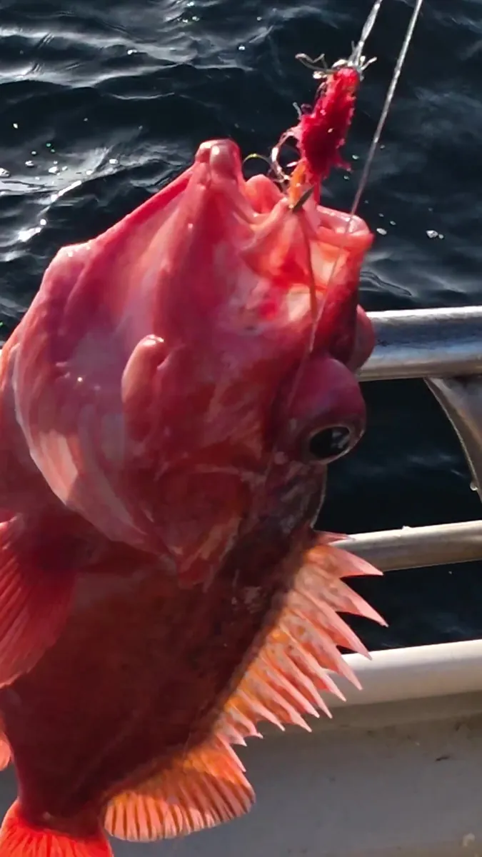 Rockfish over the rail