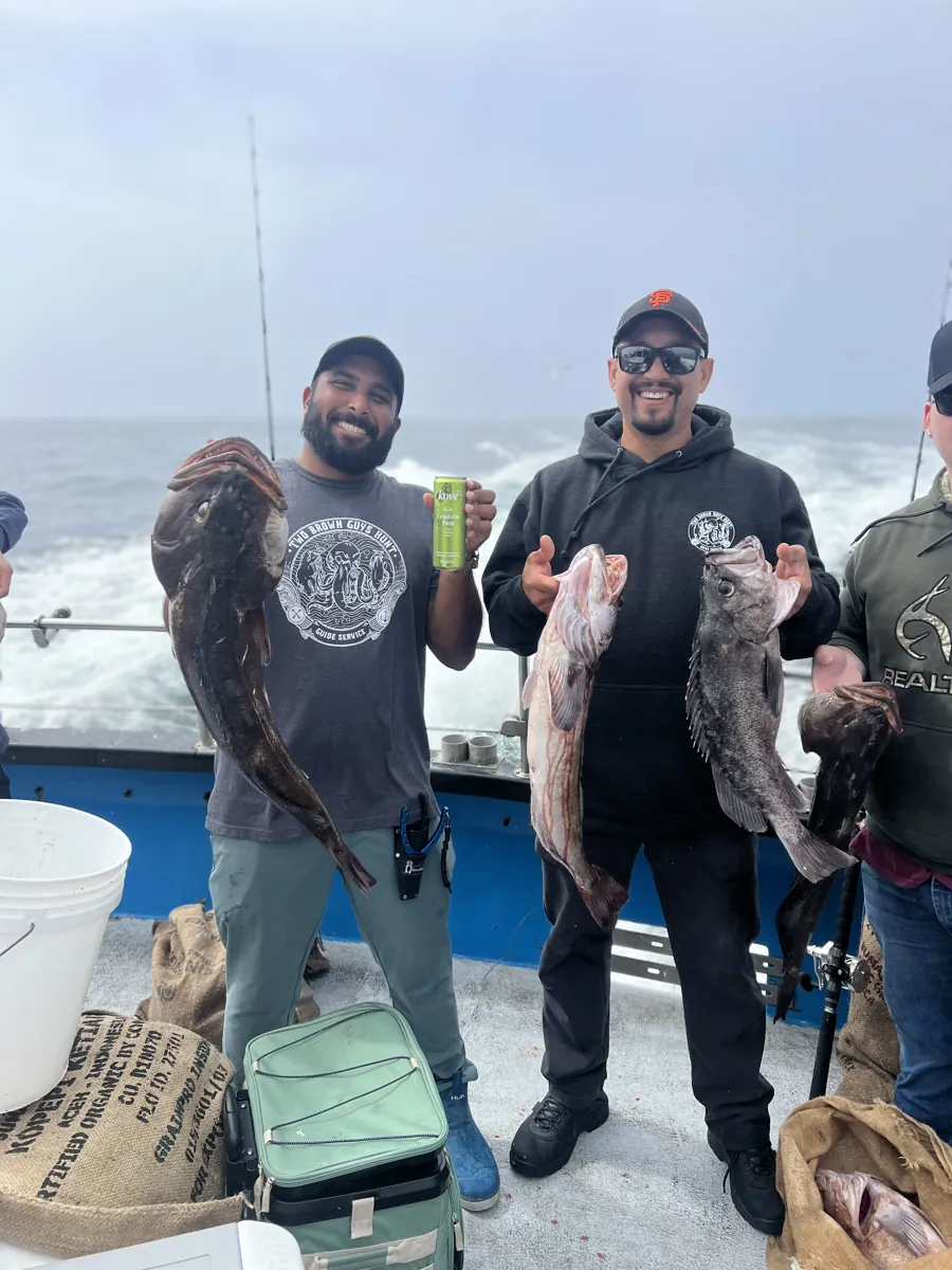 Lingcod limits
