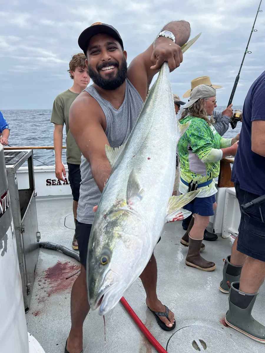 Yellowtail over the rail